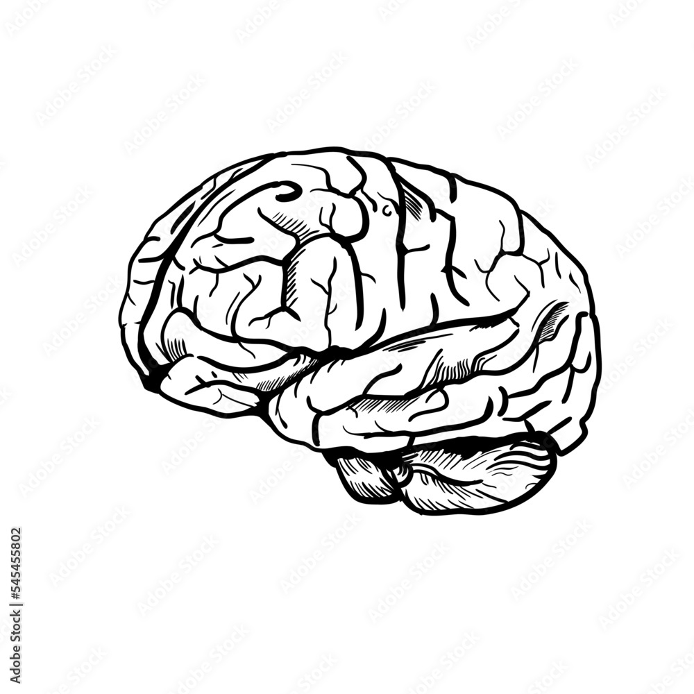 Fototapeta premium human brain illustration
