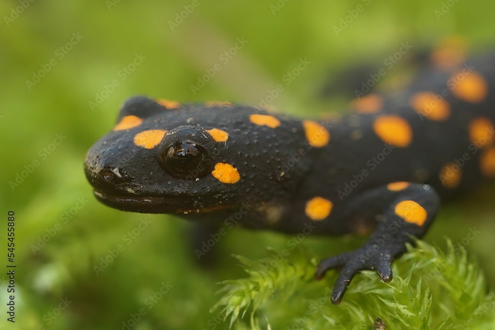 Closeup of an endangered Anatolian newt (Neurergus strauchii) sitting on a plant Closeup of an endangered Anatolian newt (Neurergus strauchii) sitting on a plant
