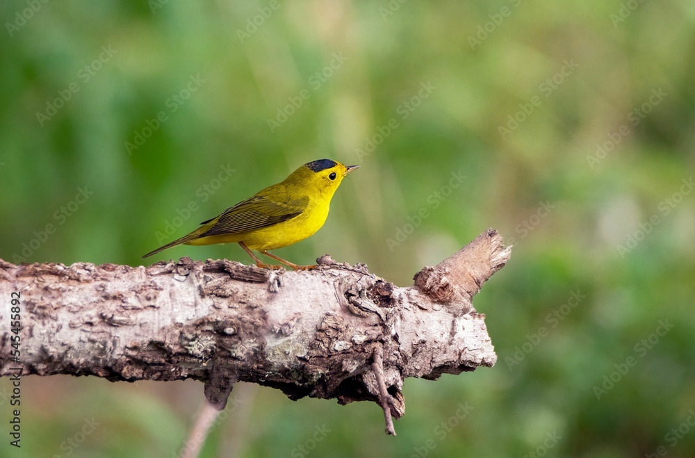 Selective focus shot of a Wilsons Warbler on a tree branch in a forest