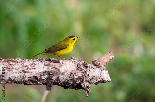 Selective focus shot of a Wilsons Warbler on a tree branch in a forest