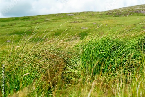 Beautiful closeup of a grass in the field in Kerry in Ireland