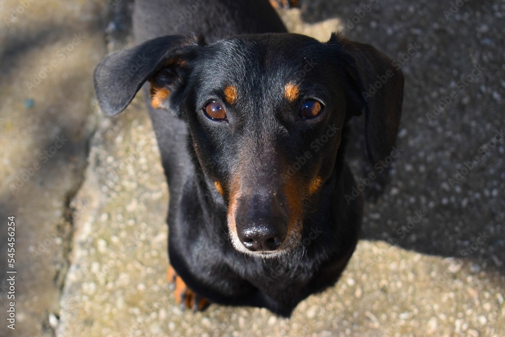 Closeup of the black dachshund dog standing and looking directly at the camera Closeup of the black dachshund dog standing and looking directly at the camera