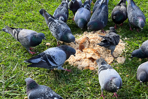 Flock of pigeons eating bread crumbs in the park