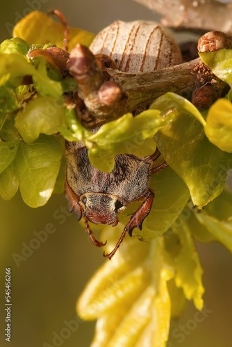 Vertical closeup shot of the may bug standing on a tree branch with green leaves