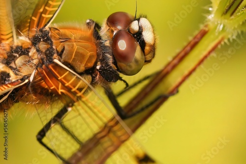 Macro shot of the dragonfly standing on a green grass