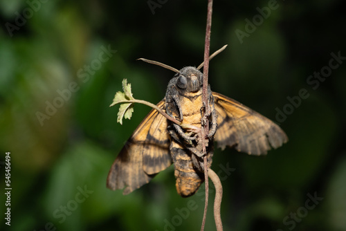 Totenkopfschwärmer Acherontia atropos photo