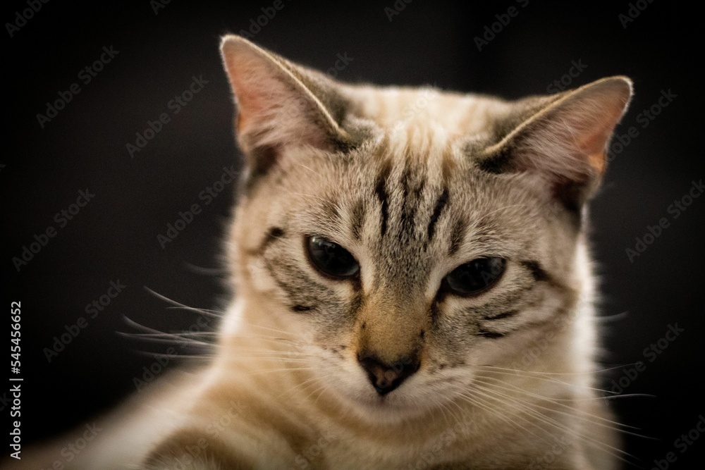 Beautiful closeup of a snow marbled Bengal cat on isolated background