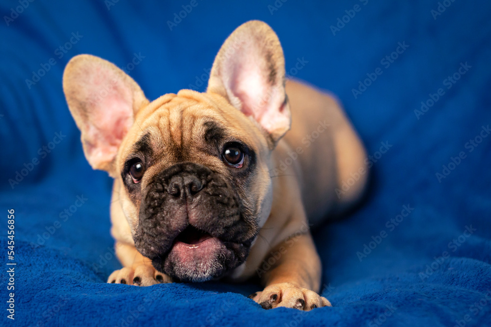 French Bulldog puppy laying on bed and looking on the camera.