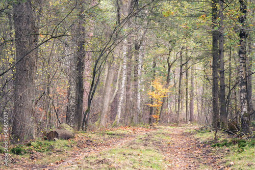 Autumn colors in the Dutch forest, Noorderheide, Elspeet, The Netherlands. photo