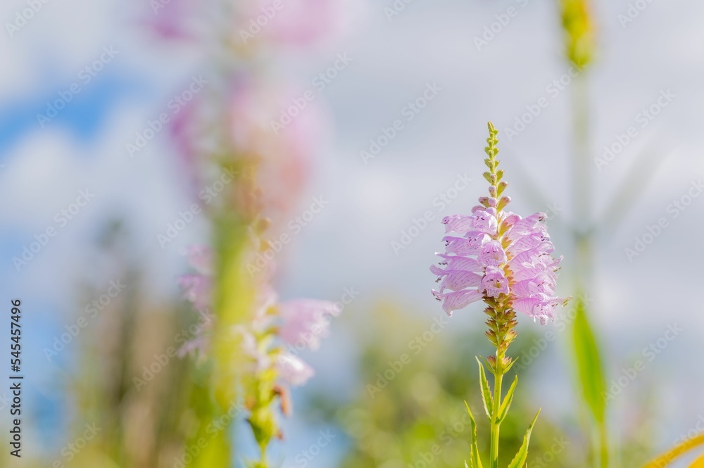 Fototapeta premium Selective focus of beautiful mauve Obedient plant (Physostegia Virginiana) flower in a green field