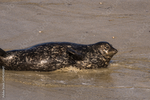 Harbor Seal on the beach of La Jolla, San Diego, the U.S. © NaturePicsFilms