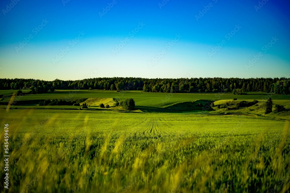 Beautiful green field with a forest and a blue sky in the background, in Sweden