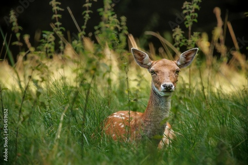 Obraz na plátne Closeup of a red deer animal in a farmland