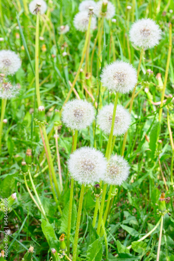 Glade of fresh meadow dandelions on a sunny spring day. Flowering dandelions. Excellent background for the expression of spring mood. Dandelion plant with a fluffy bud. Glade of fresh meadow dandelions on a sunny spring day. Flowering dandelions. Excellent background for the expression of spring mood. Dandelion plant with a fluffy bud.