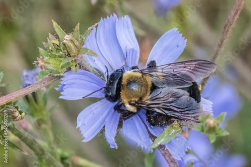 Carpenter Bee on Chicory photo