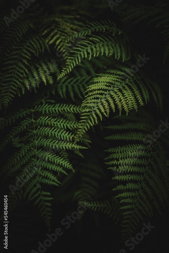 Vertical shot of green fern leaves isolated on the black background, perfect as background