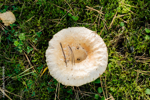 Saffron milk cap aka red pine mushroom (Lactarius deliciosus) growing the wild in north east England