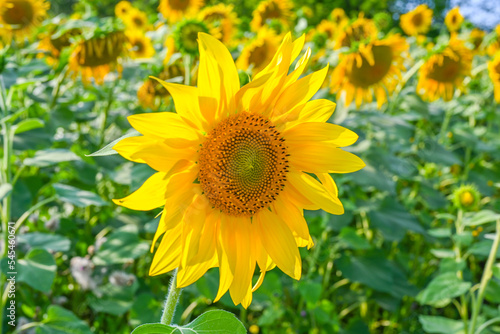 Beautiful sunflower in sunflowers field on summer with blue sky at Europe.