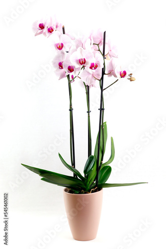 Eine prächtige Orchidee im Blumentopf vor weißem Grund