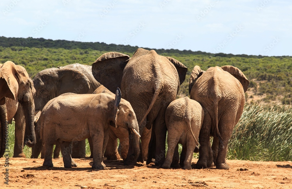 Fototapeta premium View of African bush elephants heard walking on a sunny day in the greenery