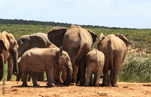 View of African bush elephants heard walking on a sunny day in the greenery