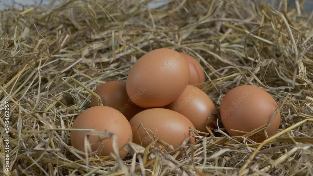 4k Dolly shot chicken eggs in straw nest. 4k Dolly shot chicken eggs in straw nest.