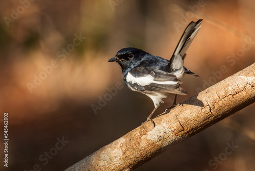 Madagascar Magpie-robin - Copsychus albospecularis, beautiful black and white bird endemic in Madagascar dry forests, Kirindy. photo