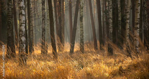 Fototapeta Naklejka Na Ścianę i Meble -  Jesień w lesie - brzozy