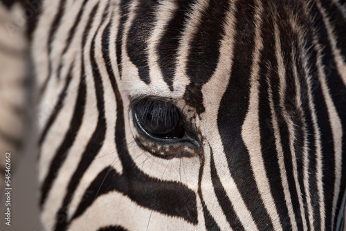 Closeup of zebra eye