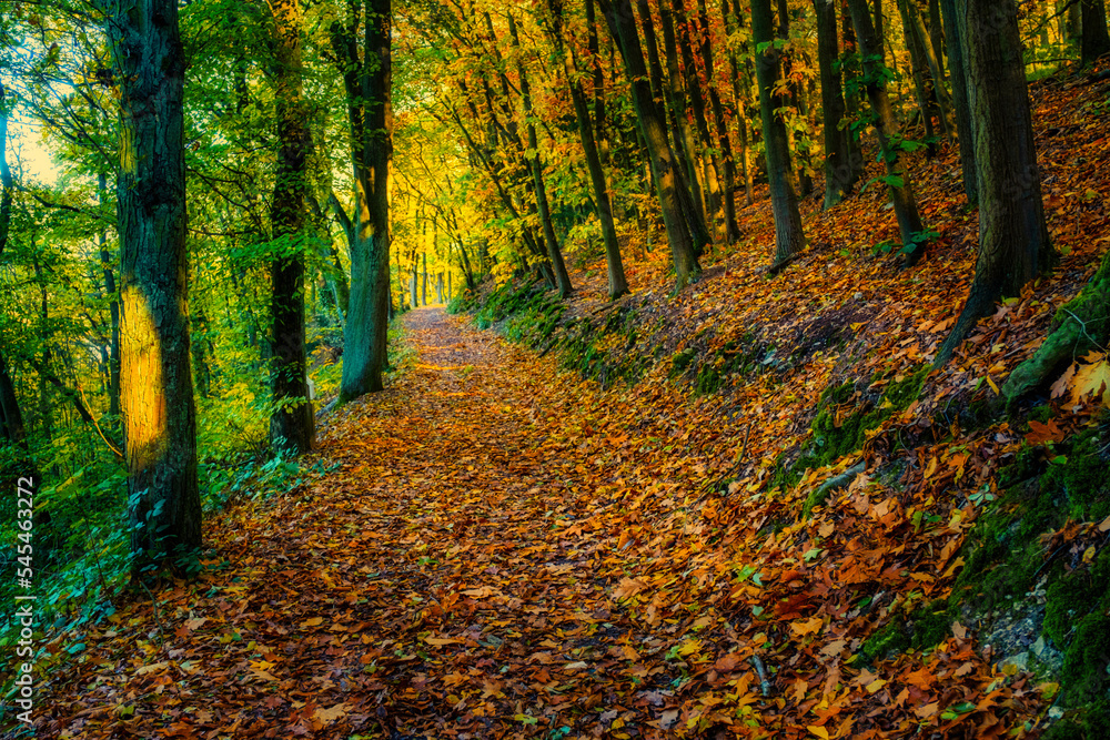 Fototapeta premium A hiking trail in the forest on the Rochusberg near Bingen/Germany with fallen leaves in autumn