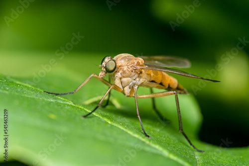 Closeup of a rhagio insect on a leaf.