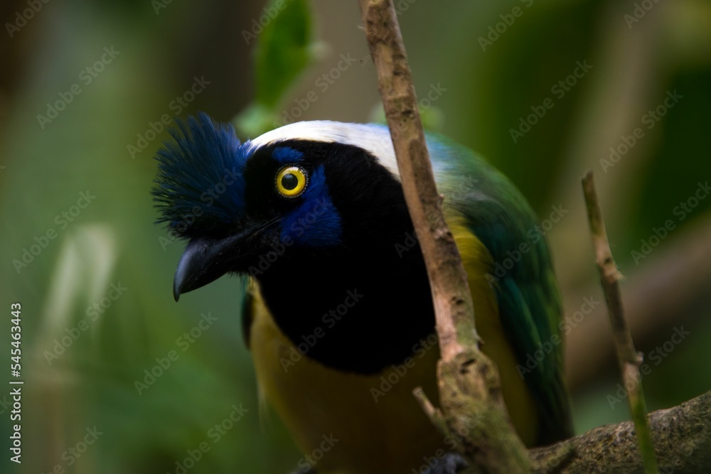 Closeup shot of green jay perching on a branch of a tree