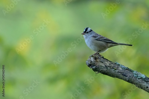 White-crowned sparrow perched on a tree branch against a natural blurry background.