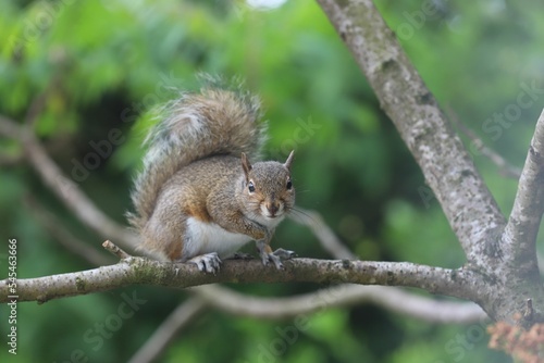 A cute small Eastern gray squirrel standing on a branch of a tree