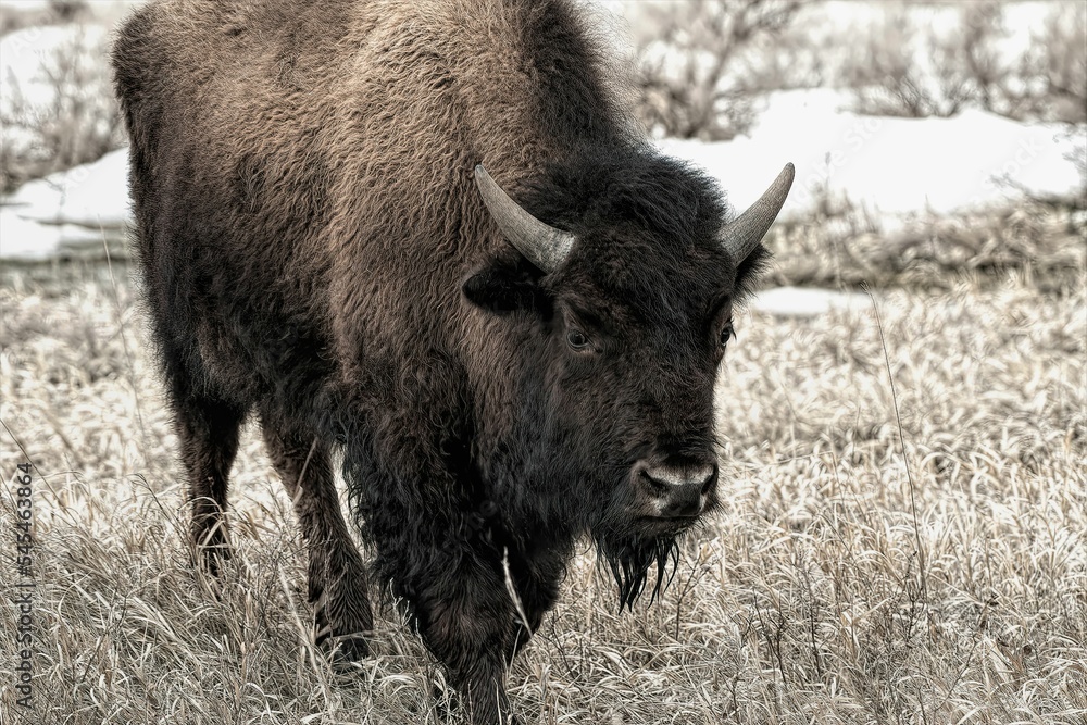 Sepia of a big brown European bison (Bison bonasus) grazing in a field on the blurred background Sepia of a big brown European bison (Bison bonasus) grazing in a field on the blurred background