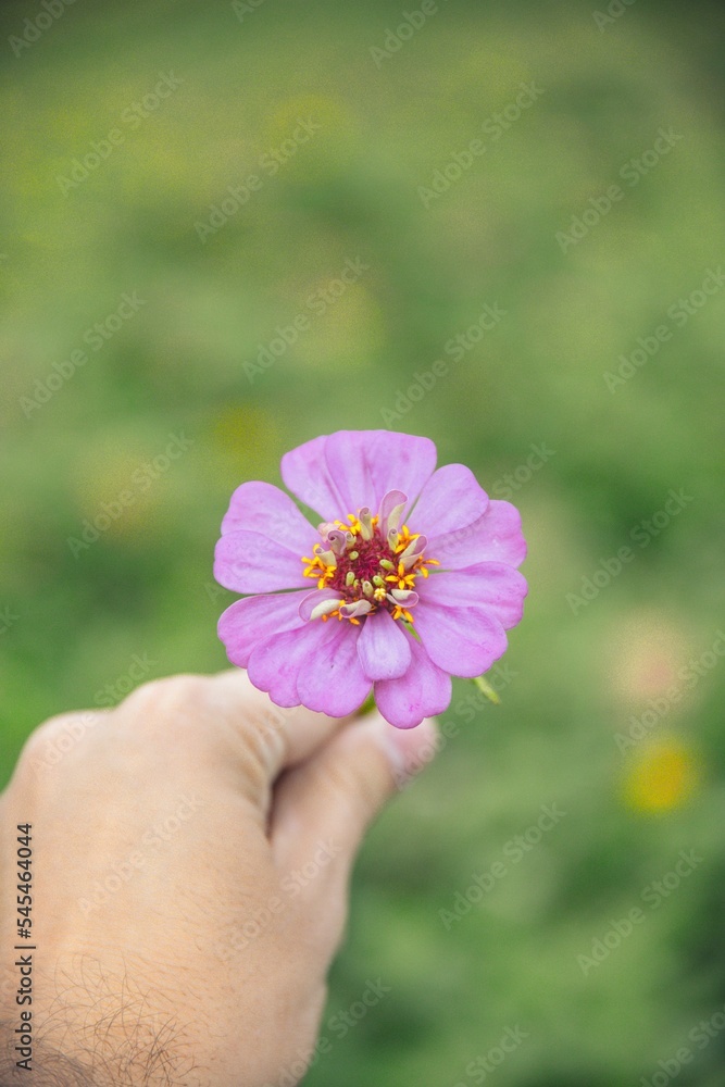Shallow focus of adult male hand holding an elegant zinnia flower Shallow focus of adult male hand holding an elegant zinnia flower