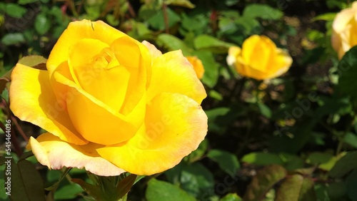 Selective shot of a yellow garden-rose blooming among green leaves in bright sunlight