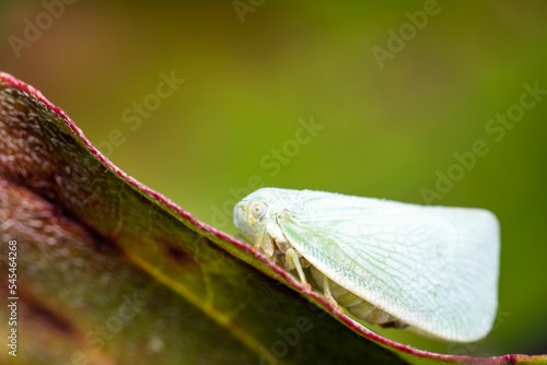 Macro view of a Citrus flatid planthopper perched on the edge of a leaf in daylight photo