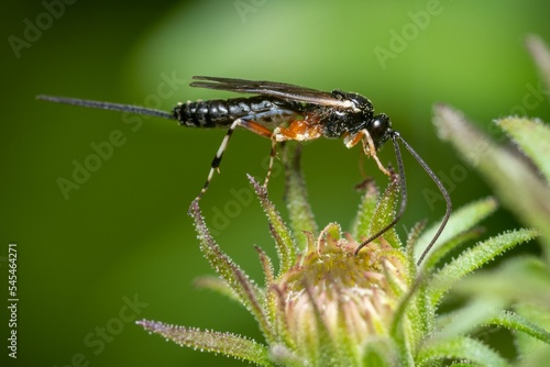Macro view of the side of a Pimpla wasp perched on a plant in daytime © Joab Alves/Wirestock Creators