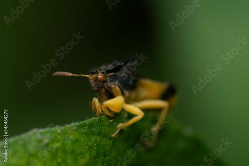 фотографія Macro view of an ambush bug perched on the edge of a leaf in daylight