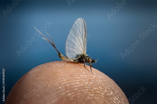 Εκτύπωση καμβά Closeup of a mayfly perched on a man's finger isolated on a blue background