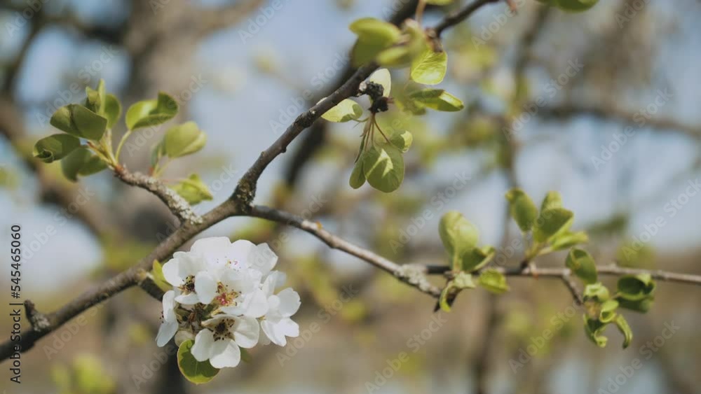 White Apple Flower Buds on a Branch slow motion. Flowering Bloom of Apple Tree Blossoming Flowers in Spring Garden. Spring Day and Blue Sky White Apple Flower Buds on a Branch slow motion. Flowering Bloom of Apple Tree Blossoming Flowers in Spring Garden. Spring Day and Blue Sky