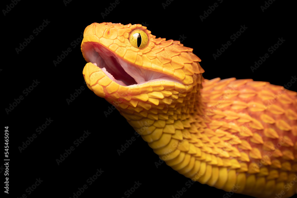 Fototapeta premium Close-up of a venomous African Bush Viper snake (Atheris squamigera)