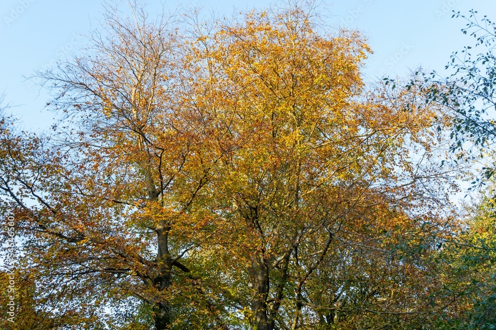 Closeup shot of tree branches full of colorful fall leaves in the daylight Closeup shot of tree branches full of colorful fall leaves in the daylight