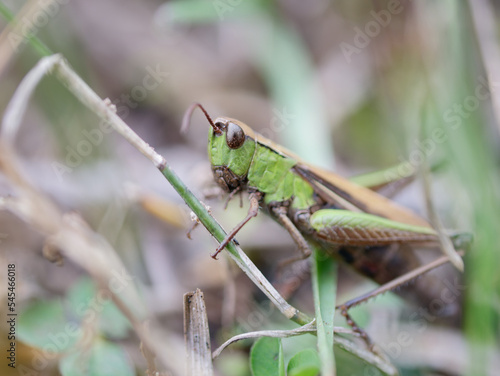 Macro photo of a Great Green Bush Cricket (Tettigonia viridissima) holding on to a grass 