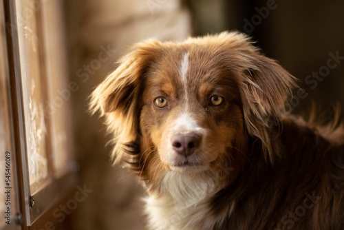 Closeup shot of an Australian shepherd dog