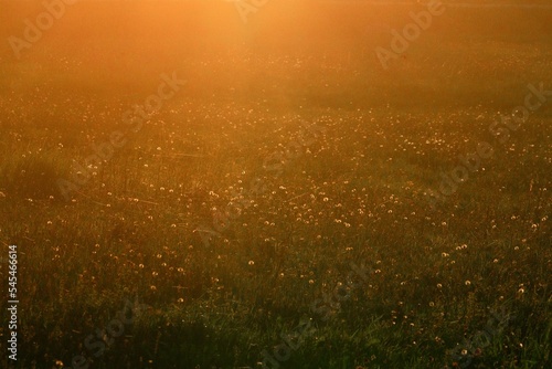Scenic view of a field of wildflowers in a rural area at sunset © Sebastian Elm/Wirestock Creators