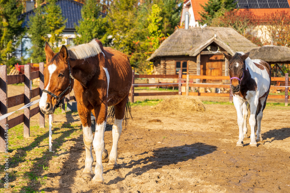 Łaciaty koń na padoku w piękny słoneczny dzień. Łaciaty koń na padoku w piękny słoneczny dzień.