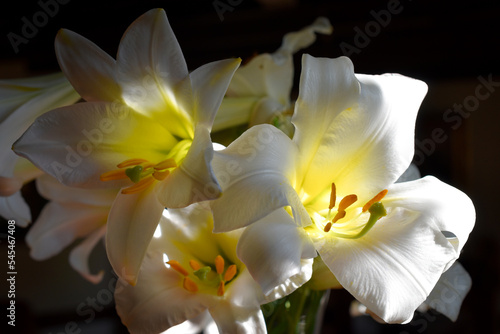 Lys  lis  lilium  Lilly  Lys Royale r  gale Album  white Lilly  lys blanc  Fr  d  ric.M  jardin du ruisseau de l   glise 2021