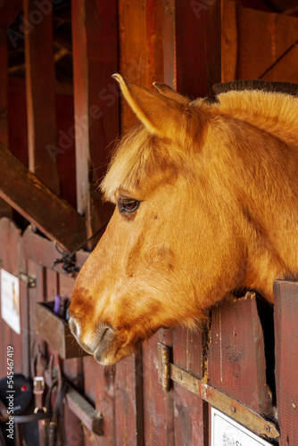 Koń w drewnianym boksie, głowa końska.